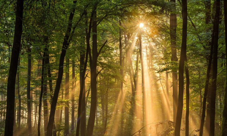 Wald_Haudenschild_AG Wald_Haudenschild_AG